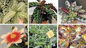 New plants
